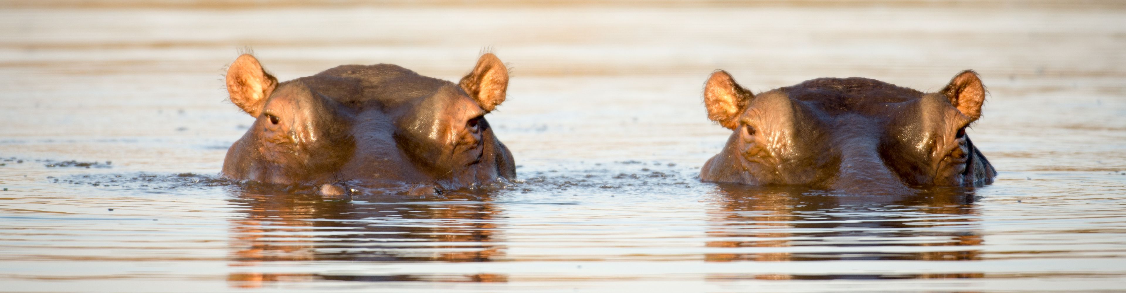 Two submerged hippos in the sunset. Only eyes and ears look out of the water.